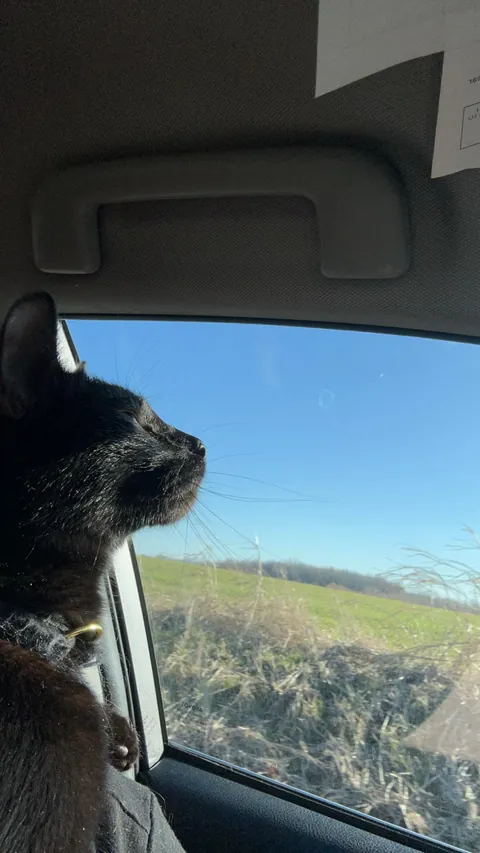 my cat thinks she is the main character, and she’s right