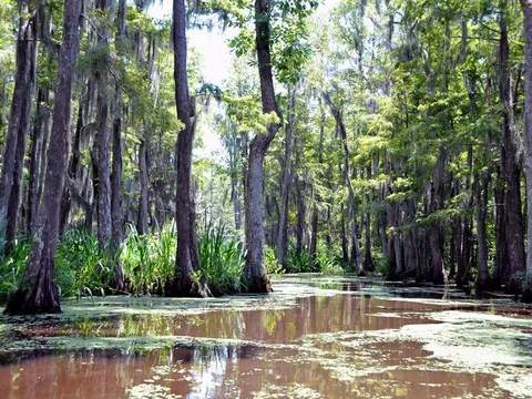 🔥 Louisiana has such beautiful swamps