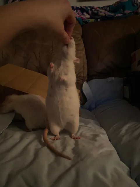 Is my rat fat??