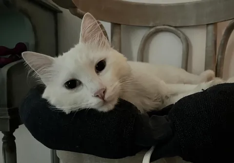 rest in peace, my angel you'll always be in my heart💗