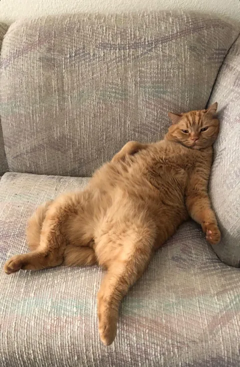 I think my cat had a long day or something…