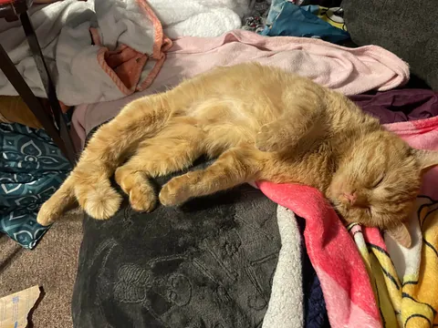 The poor little dude was screaming at our front door during the ice storm. He ended up getting real comfy real quick.