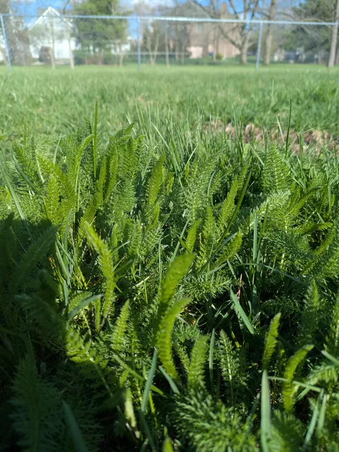 ID help! Fluffy grass?