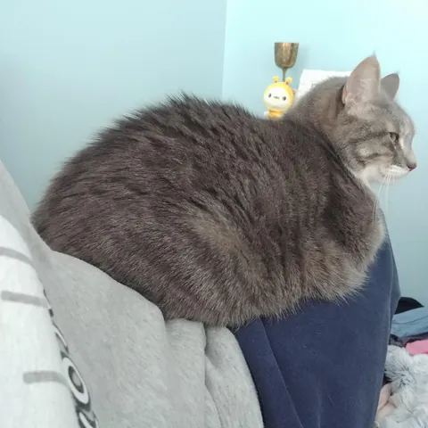 Anyone else's cat sleep on your butt/body??