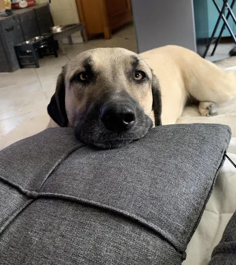 Patiently waiting for attention