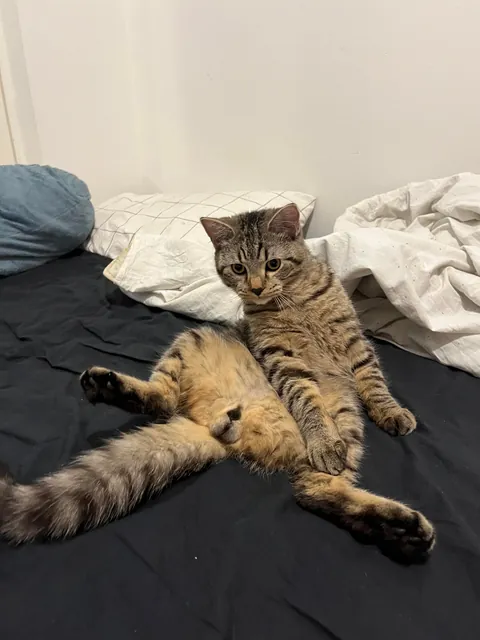 Whomever said money can't buy happiness has never paid an adoption fee!