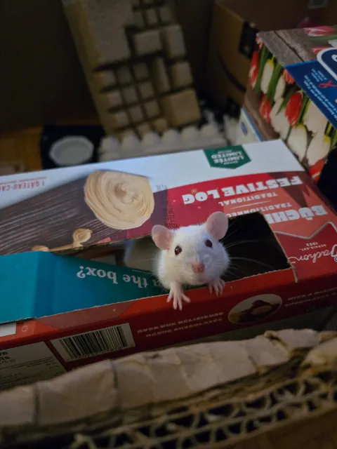 Jimily &amp; friends rat photos dump!
