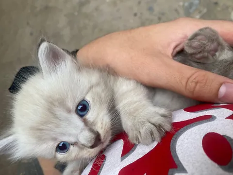 She is Kira and she looks at me with love after adopting her.