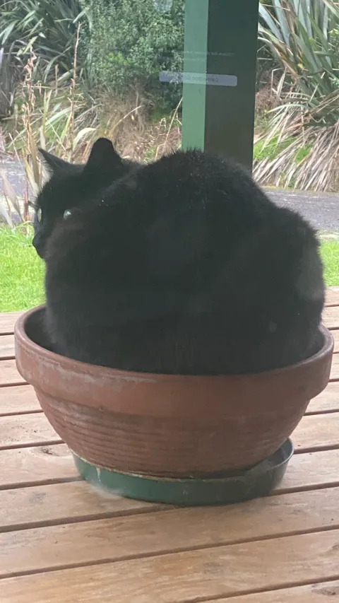 Photosynthesizing is a full time job