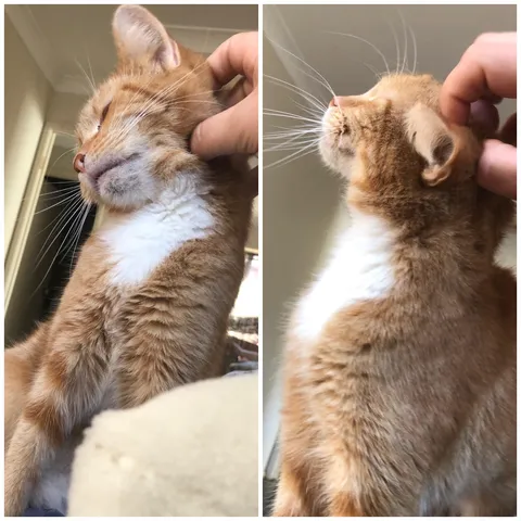 Her owners wanted to euthanise her because she wasn’t friendly enough. My vet said no and called me. Ruby is the best decision I made last year.