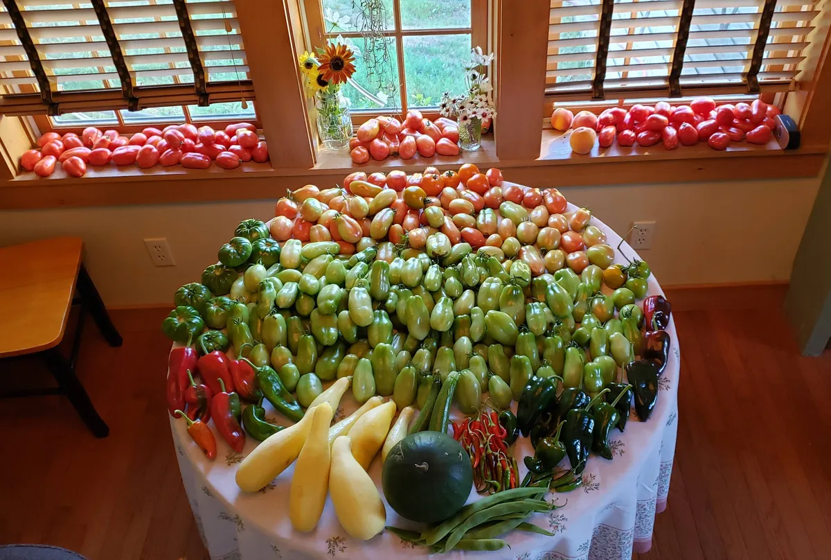 Last night's final summer harvest before a frost