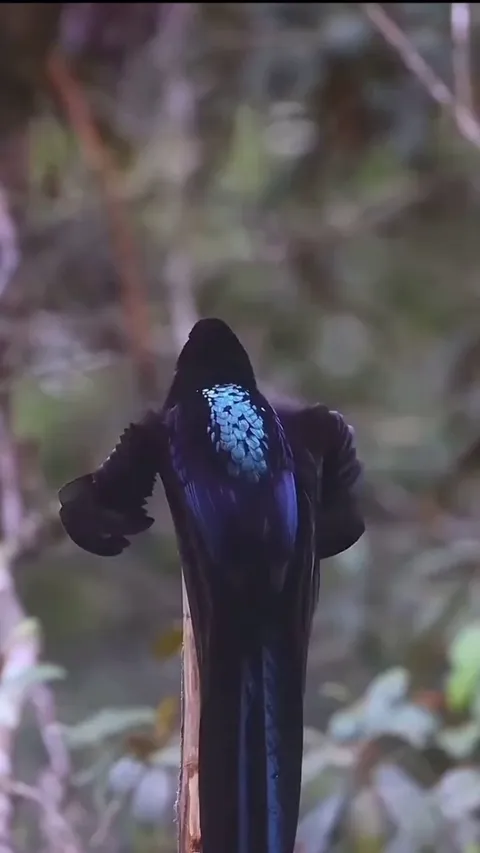 🔥 Bird of paradise courtship