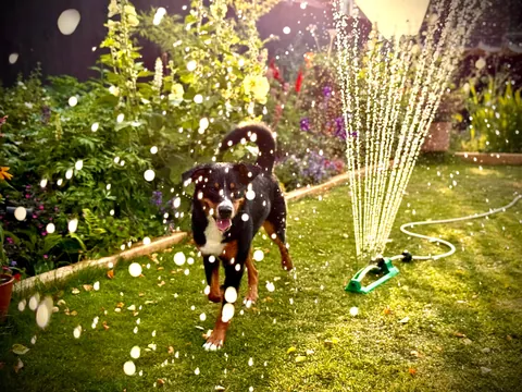 Our 2025 garden project (Staffordshire, UK)