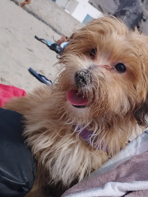 Rex loves going to the beach and he likes to get his face covered in sand, he digs holes and sticks his face in them 😆