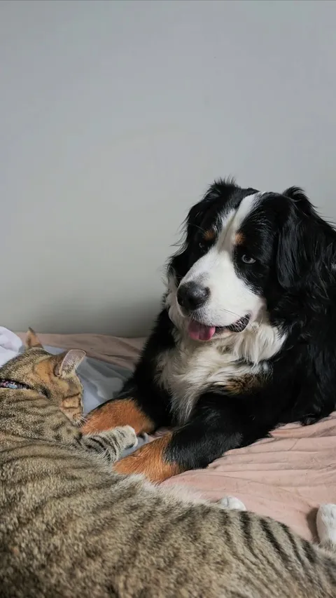 Mountain goober loves all cats 