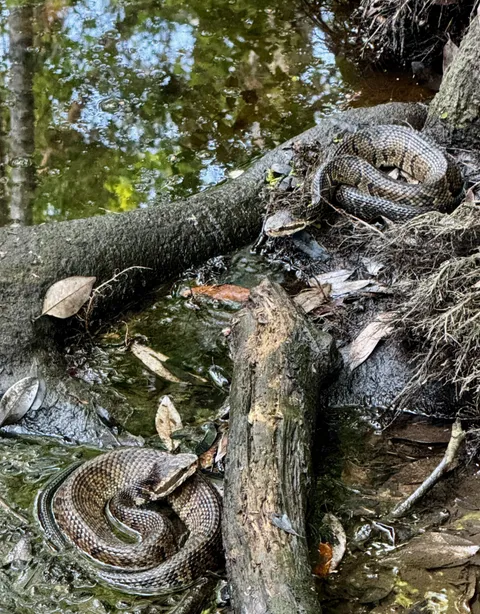 🔥Pair of moccasins