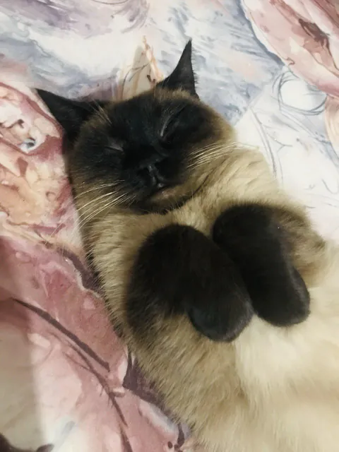 Not sure if it’s a cat or a rabbit 🐰