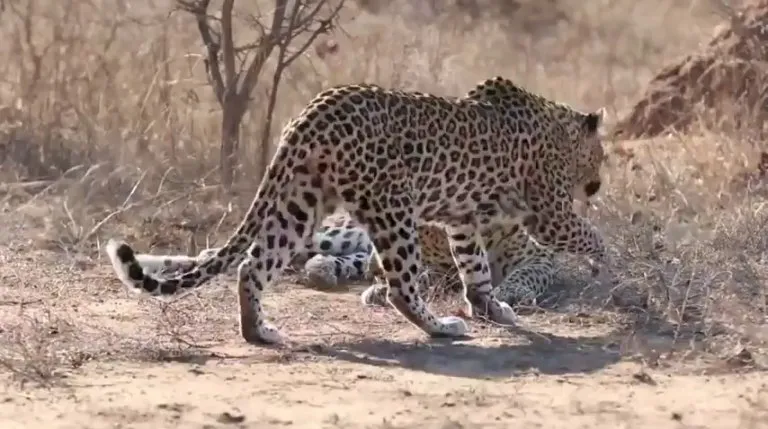 Female leopard wakes up male for attention