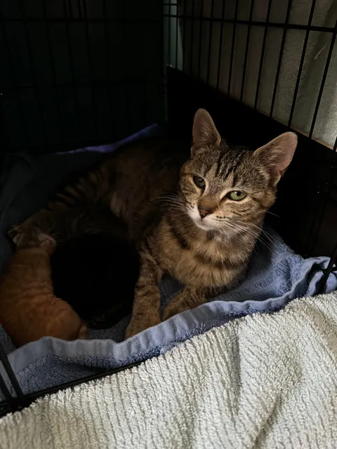Honey thinking about her life choices as a young, single mom. She did such a great job and I kept her and her babies Jonesy, Reilly and Bonnie McPurray!