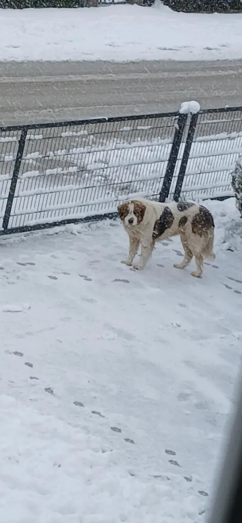 My Bosnian Shepard-Tornjak ,he has 10 months