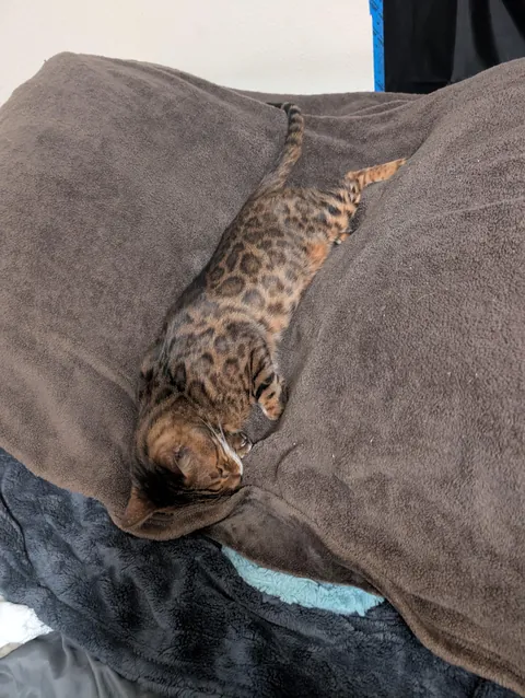 I had to send my old man over the rainbow bridge today, he was the best cat I ever had.