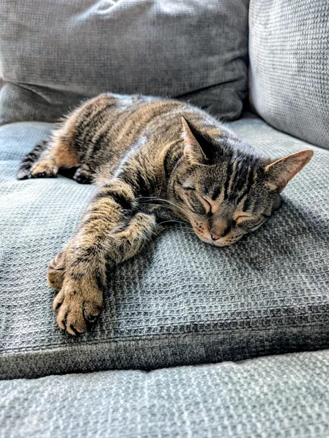 Just over 11 years with this sleepy girl 😻