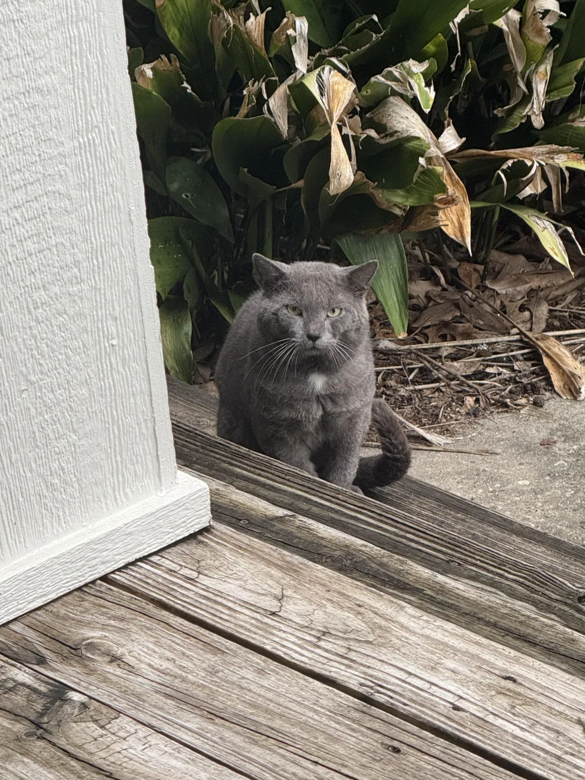 is this a “big” cat? it’s a feral male cat that hangs outside my apartment to me it’s massive