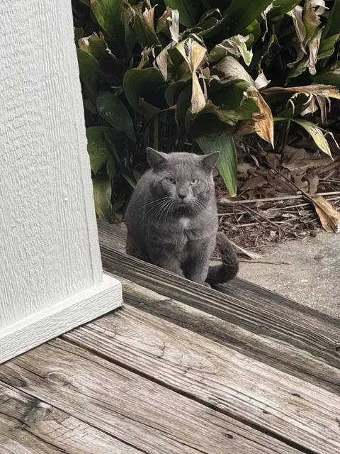 is this a “big” cat? it’s a feral male cat that hangs outside my apartment to me it’s massive