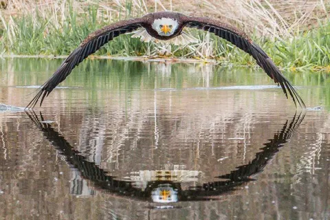 PsBattle: Bald Eagle