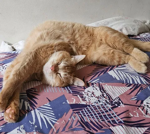 This can't possibly be comfortable, right? Right ?