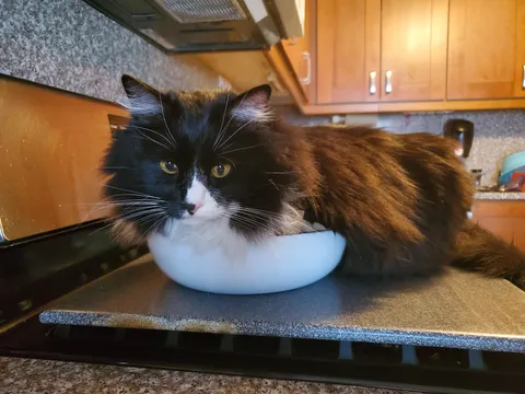 Found him laying in the bowl of grapes. He smushed them all. He is proud of himself.