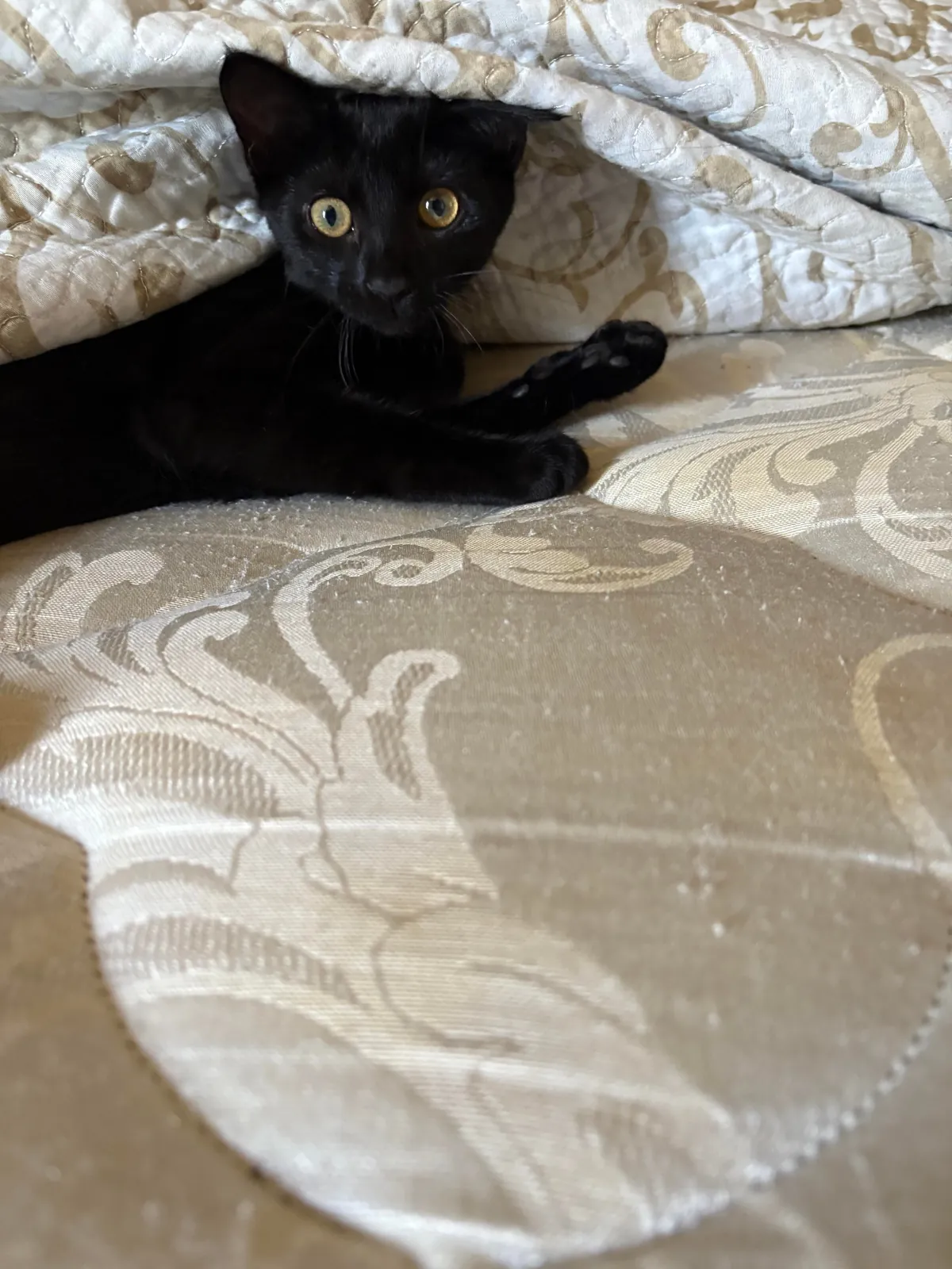 Any Halloween costume ideas for jiji?