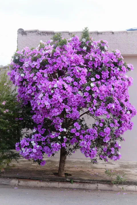 🔥One of my favorite trees, the Manacá da Serra