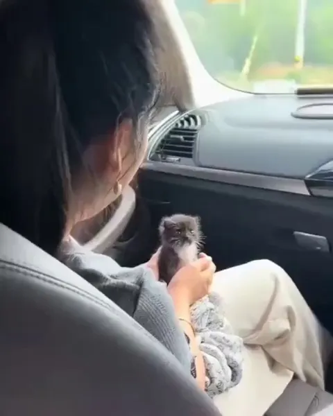 Single cell organisms