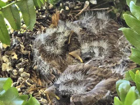 Weird growth in my fern