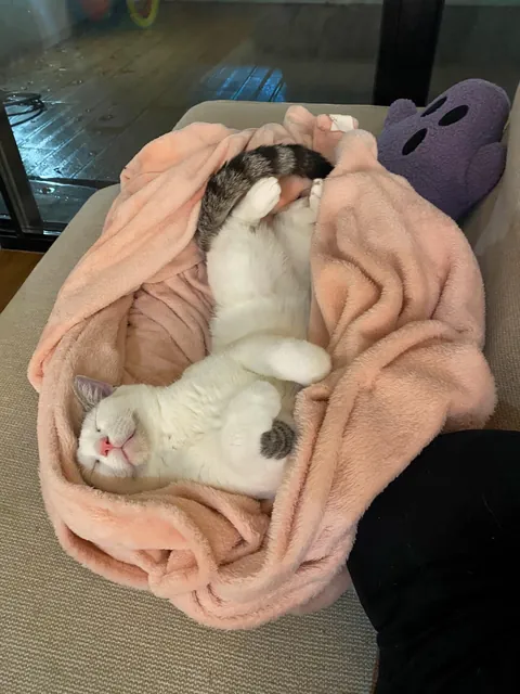 This is your reminder to please ADOPT don’t SHOP ^-^