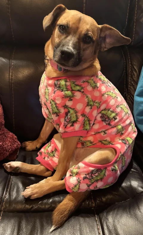 Bagel and her jam jams 🩷