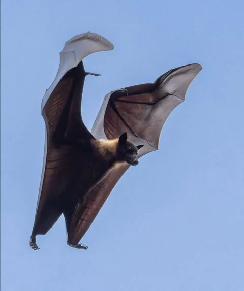 🔥 The Flying Fox 🔥