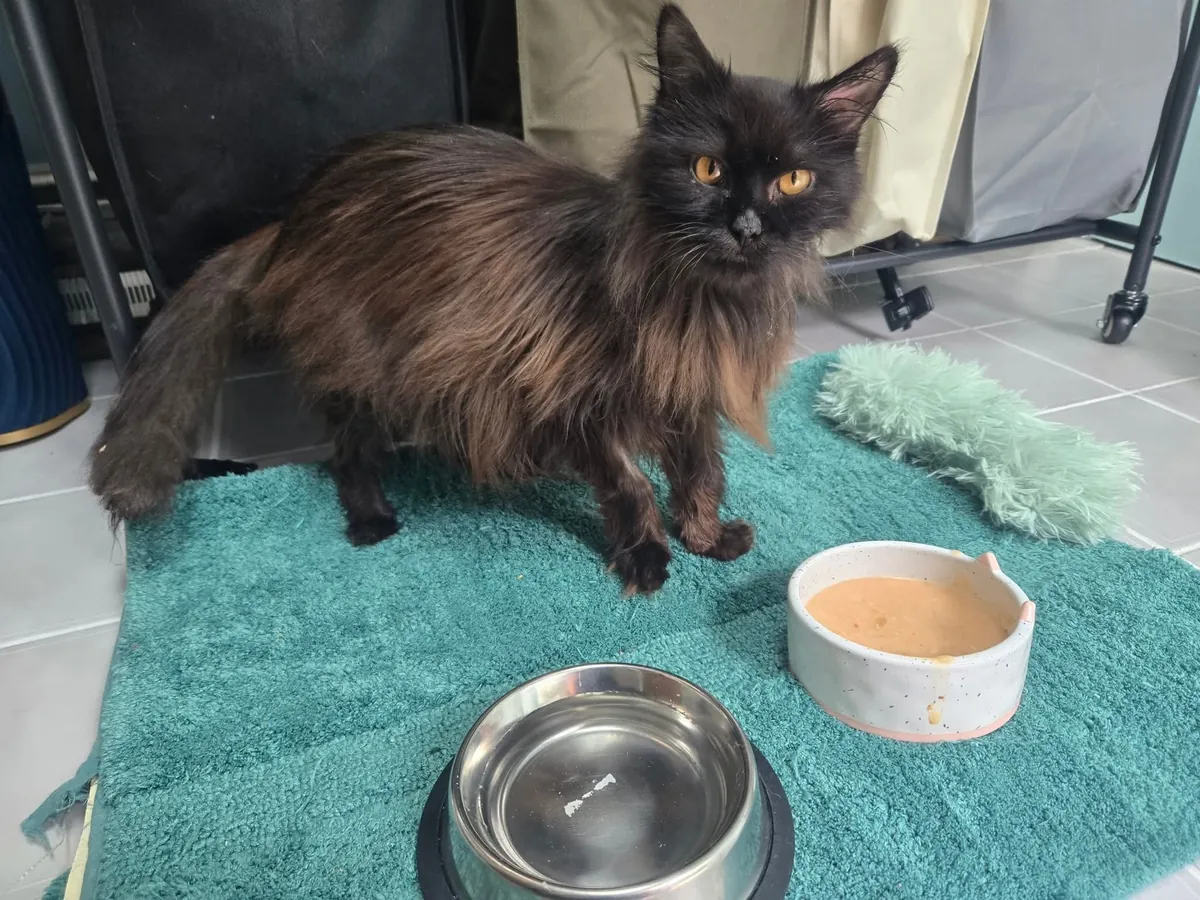 This diabetic, "aggressive" senior was slated to be euthanized 10 mins before I begrudgingly claimed her. She is the light of my life and I'm so glad I took a leap of faith!