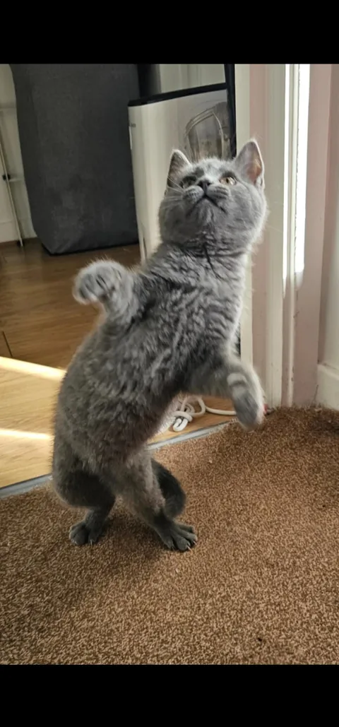 Just wanted to share even just 1% of the joy that my clowder brought me today 🥰