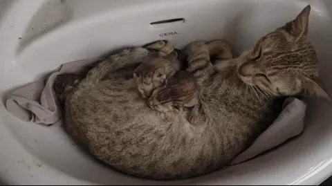 Cat in my girlfriends hostel just gave birth