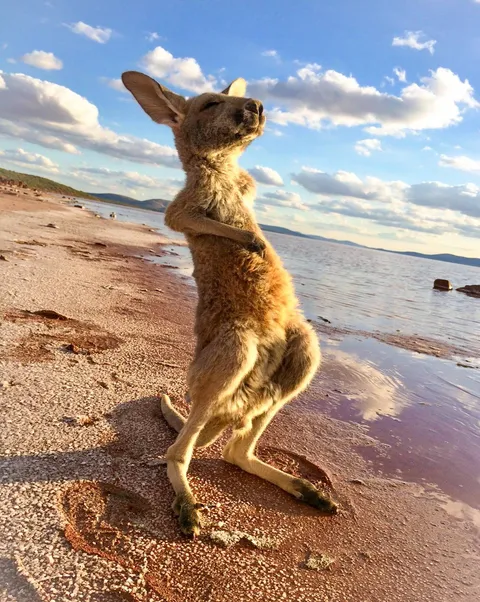 PsBattle: This Kangaroo feeling the outback Aussie sunshine.