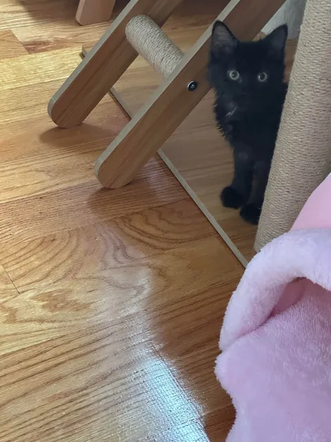 Happy 1st Birthday Lucky!