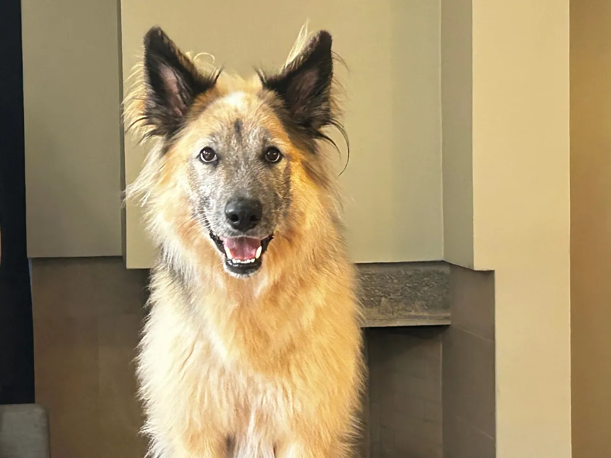 Celebrating two years with Snacks, our big goofy rescue dog