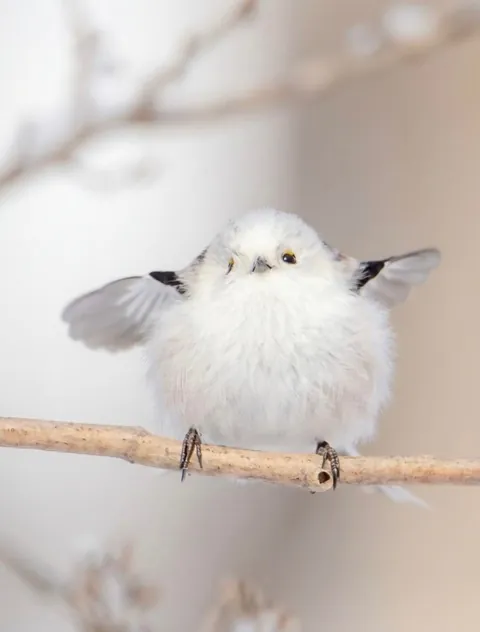 🔥Is the Long-Tailed Tit the Cutest Bird There Ever Was?
