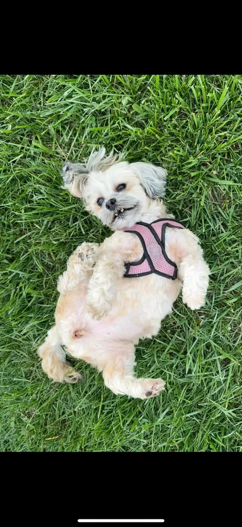 Happy 10th birthday to my cute fur baby!