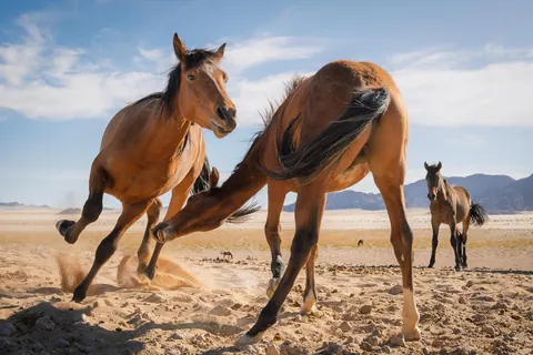 Wild Horses of the Namib, Namibia