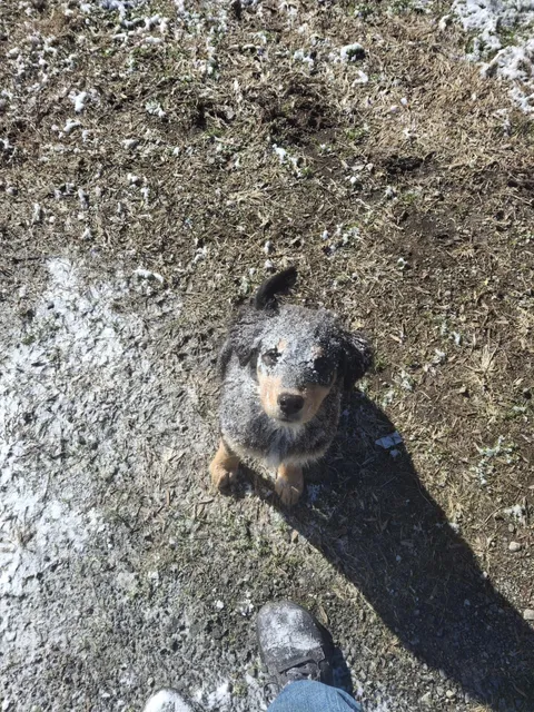 I was sweeping off my car turn around and see this 