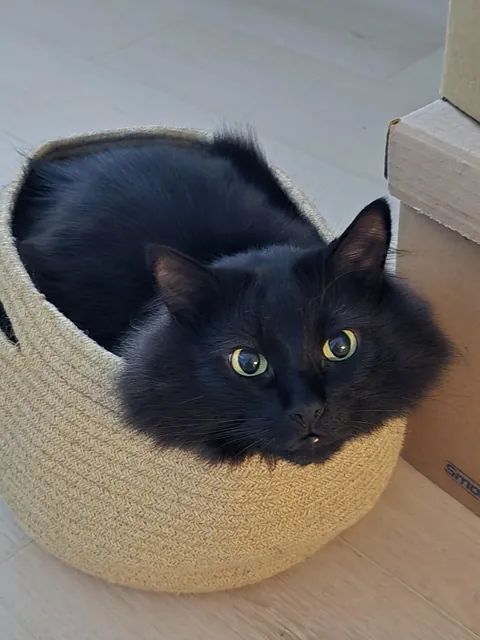 Odin in his new basket