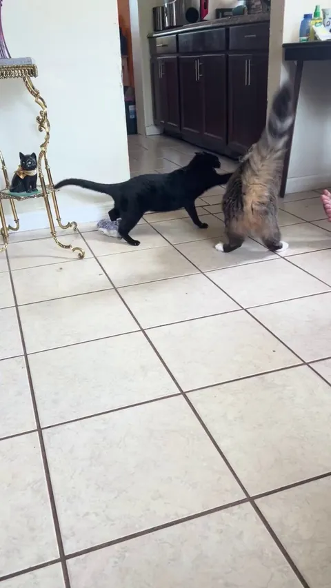 We call him the sheriff round these parts. He has the swagger nailed.